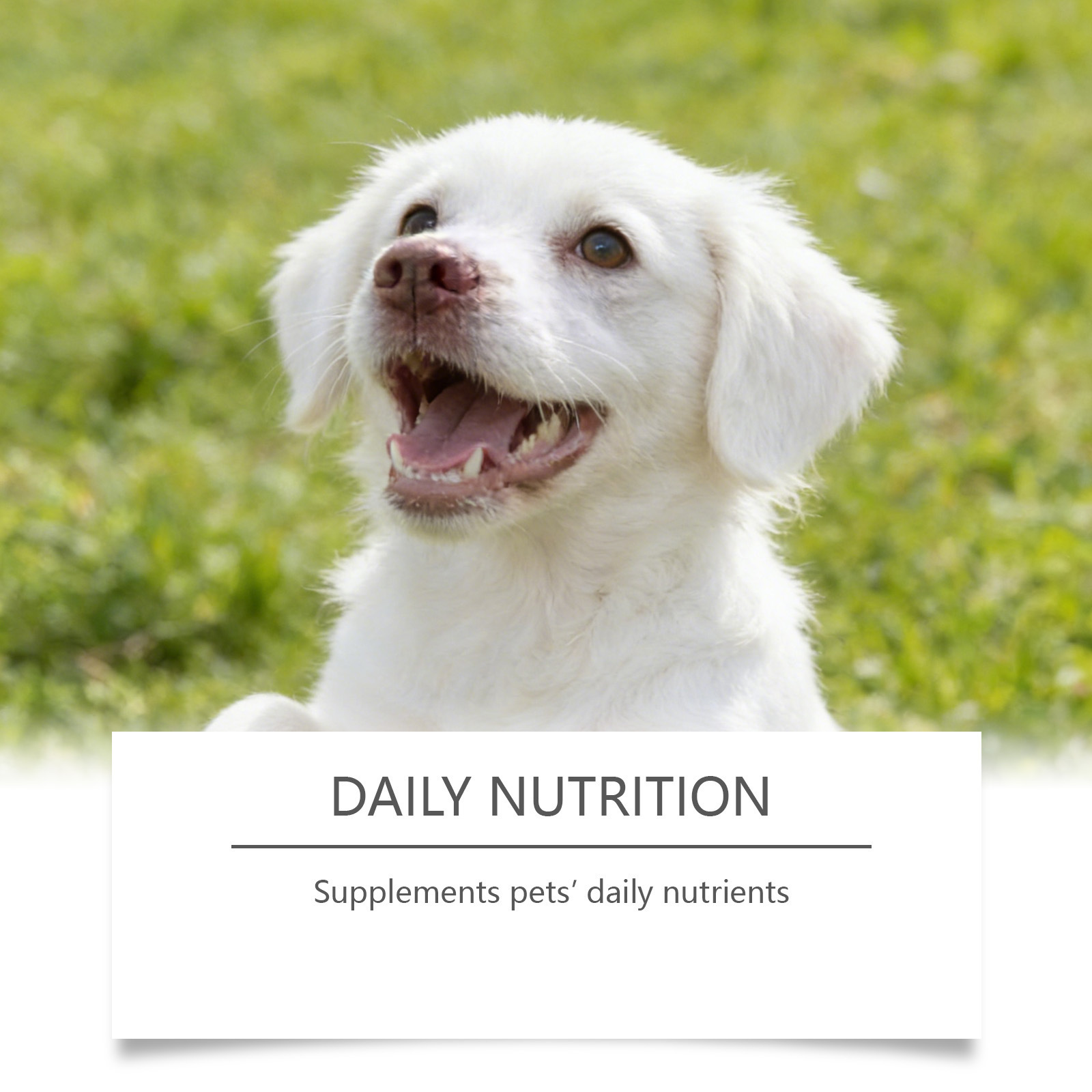 Kriath Taurine Powder For Dogs—A Gentle Formula That Nurtures Your Dog’S Well-Being, Providing Essential Daily Nutritional Care.